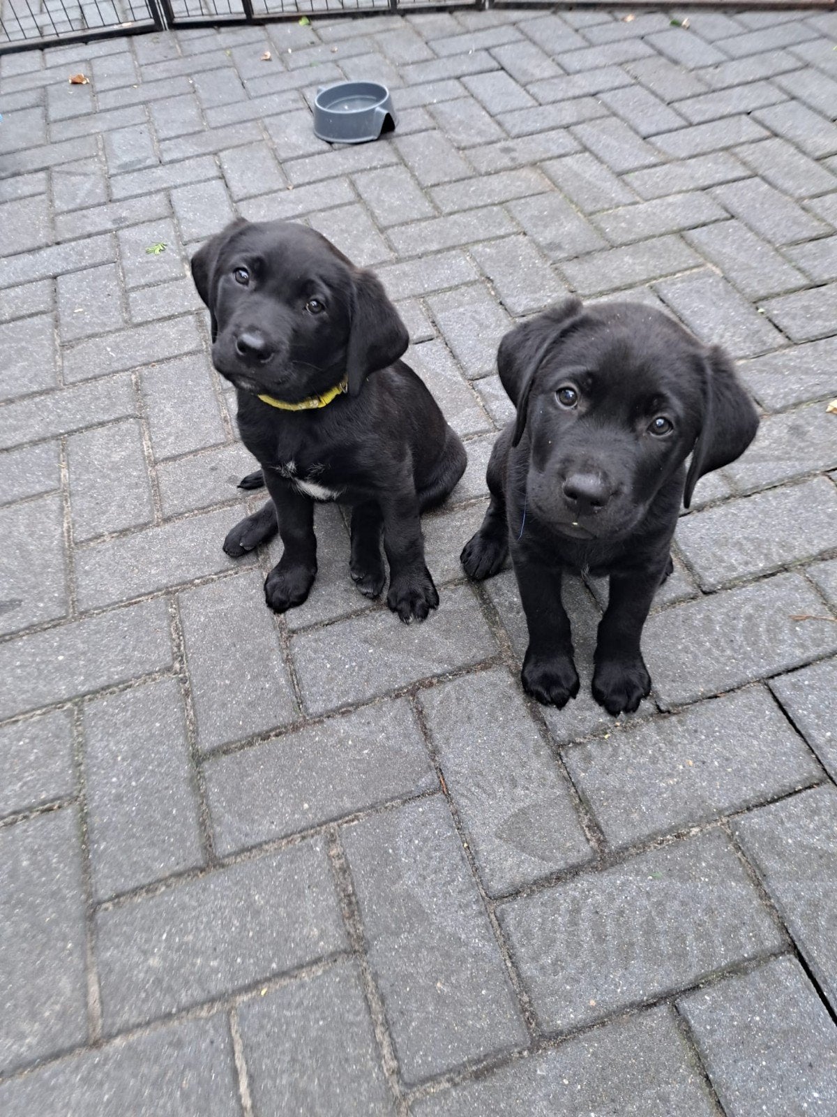 Labrador pups te koop 1 reutje en 1 teefje, 8 tot 15 weken, Meerdere, Meerdere dieren, Nederland