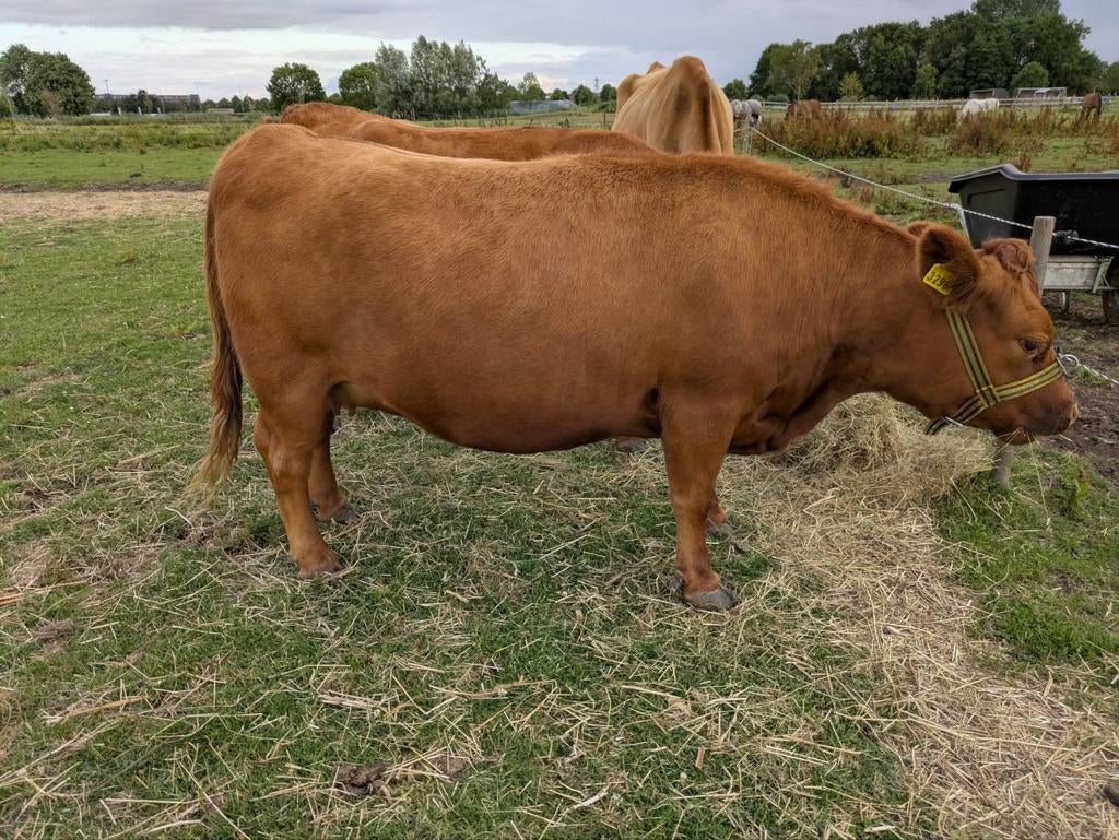 2 Dexters en een jersey koe