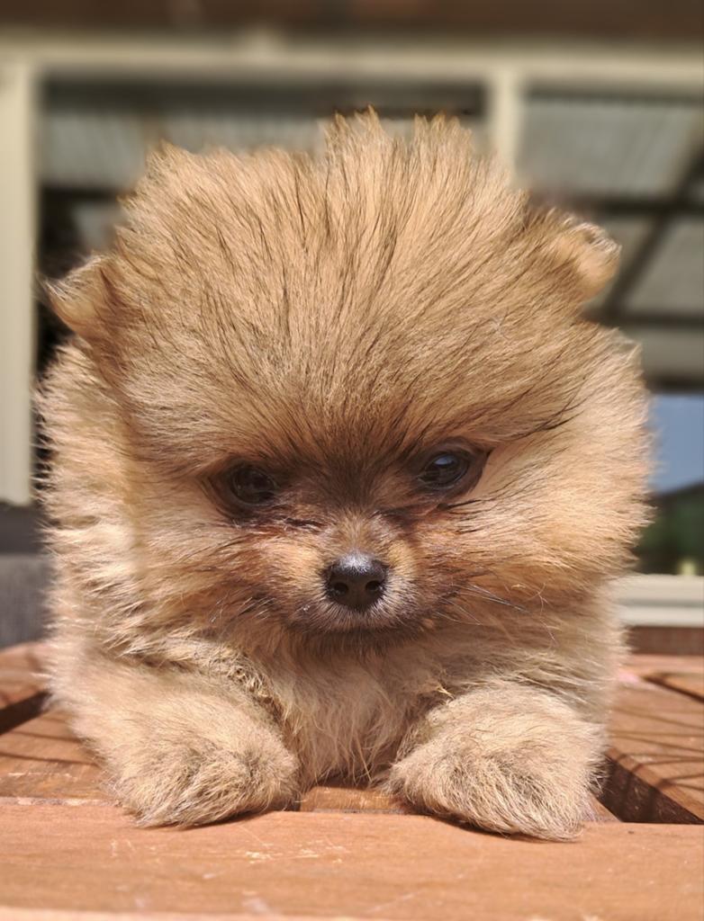 Pups van Pomeranian., Dieren en Toebehoren, Keeshond, 8 tot 15 weken, Parvo, Meerdere