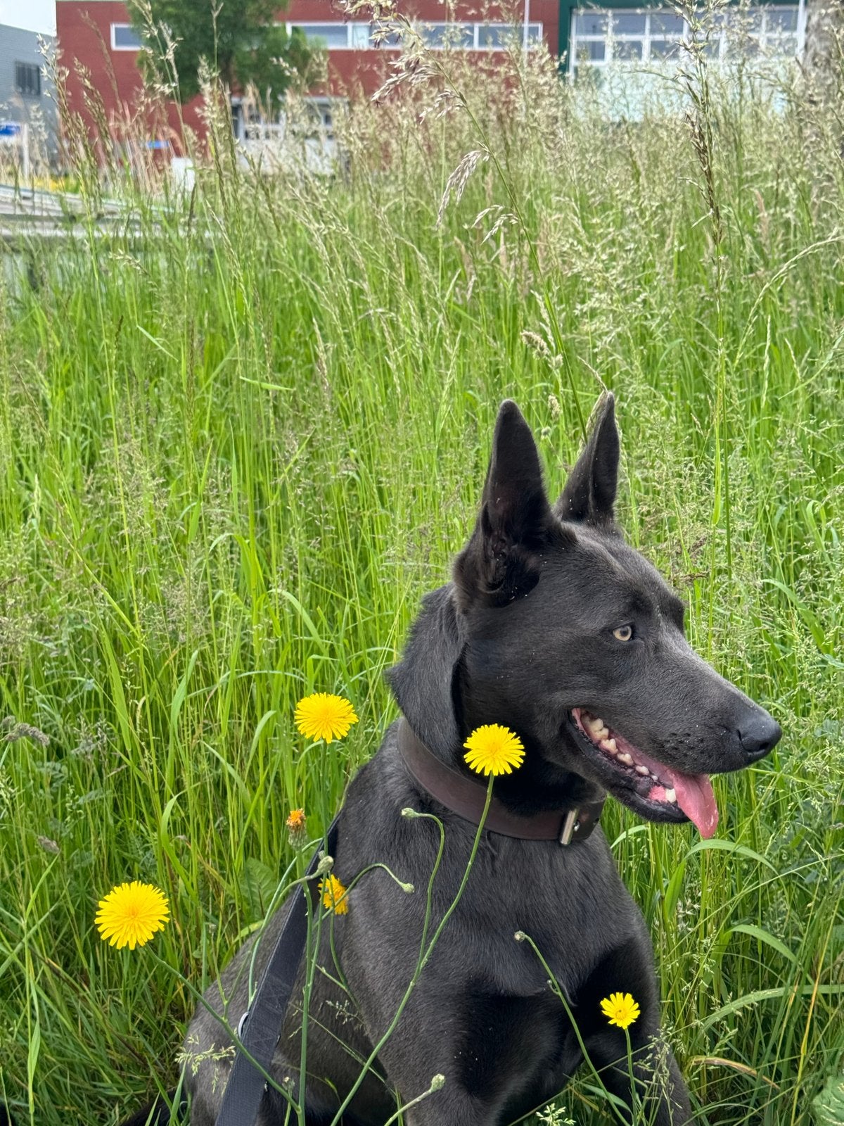 Blauwe Mechelse Herder, België, Particulier, Teef, Groot