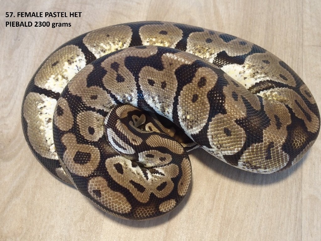 Koningspythons halfwas en volwassen kweekdieren deel 3 Ball Python photo 9