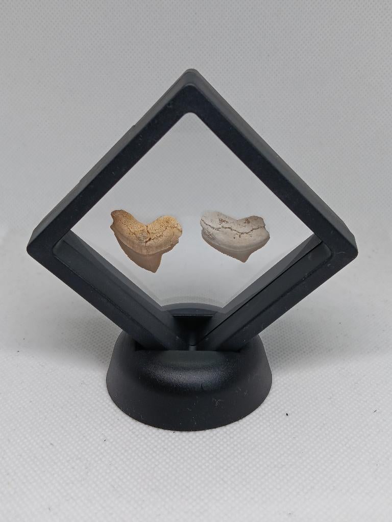2 Fossiele Haaientanden (Squalicorax) in 3D Display, Ophalen of Verzenden, Fossiel