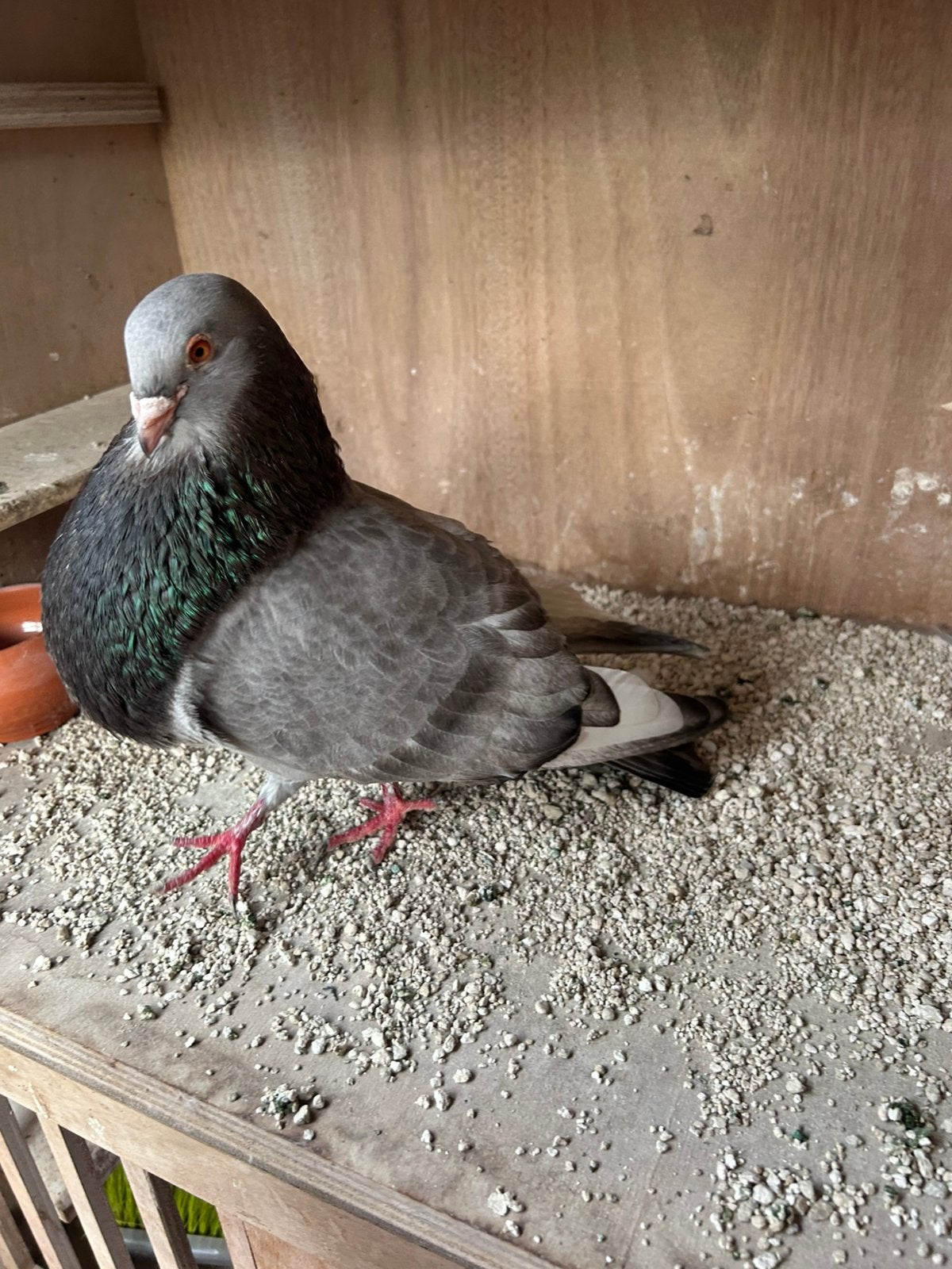 Mooie doffer, Dieren en Toebehoren, Mannelijk, Kropper