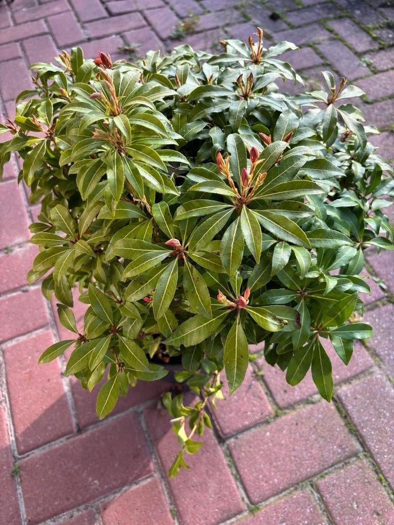Pieris Japonica / Japanse lavendelheide / meerdere beschikba, Tuin en Terras, Ophalen of Verzenden, Overige soorten, Struik, Minder dan 100 cm