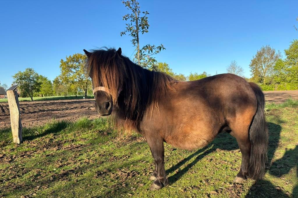 Shetland pony’s te koop, Dieren en Toebehoren, Pony's, Merrie, A pony (tot 1.17m), Ingeënt, 0 tot 2 jaar