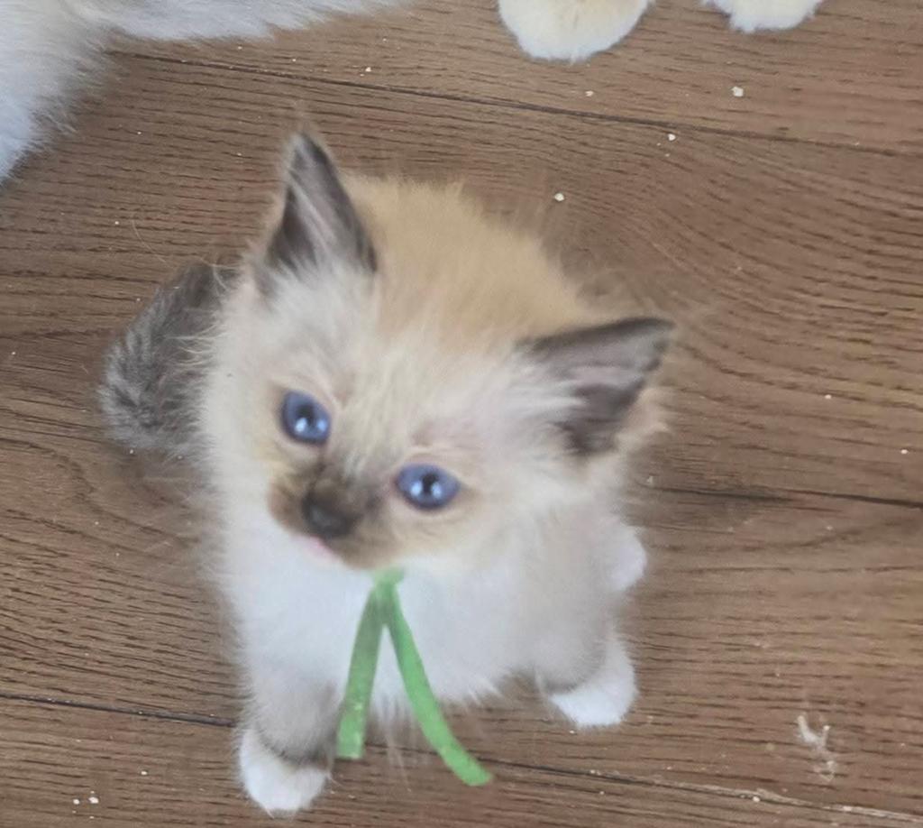 Ragdoll kitten stamboom, kampioen lijn getest, Kater, Met stamboom, 0 tot 2 jaar