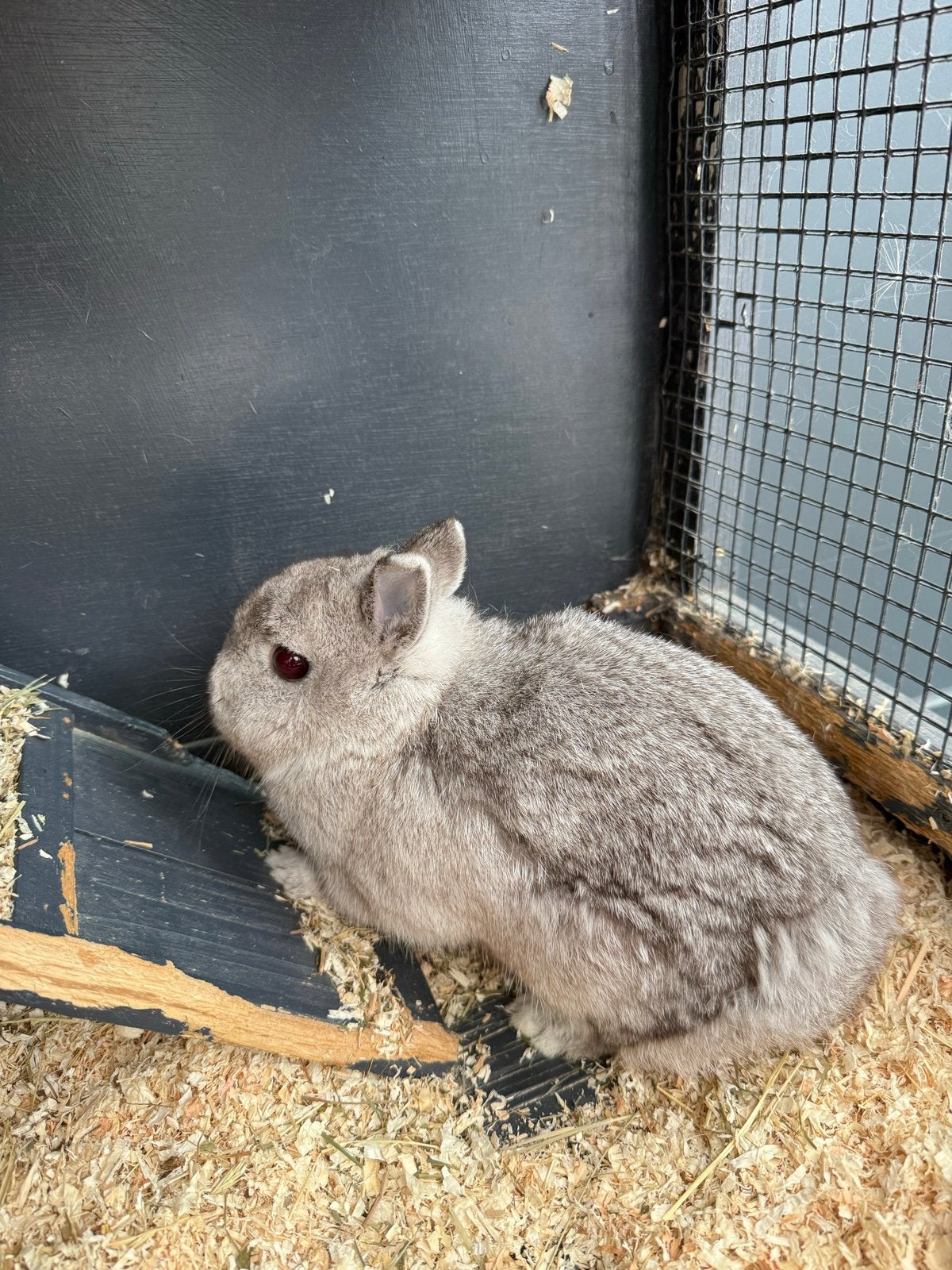 Dwergkonijnen te koop 30€ per stuk, Dieren en Toebehoren