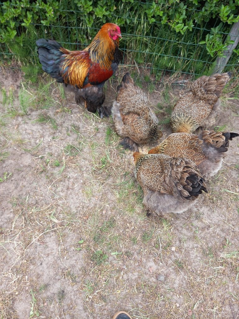 brahma goudpatrijs broedeieren, Dieren en Toebehoren, Pluimvee | Toebehoren, Nieuw, Overige typen, Ophalen of Verzenden