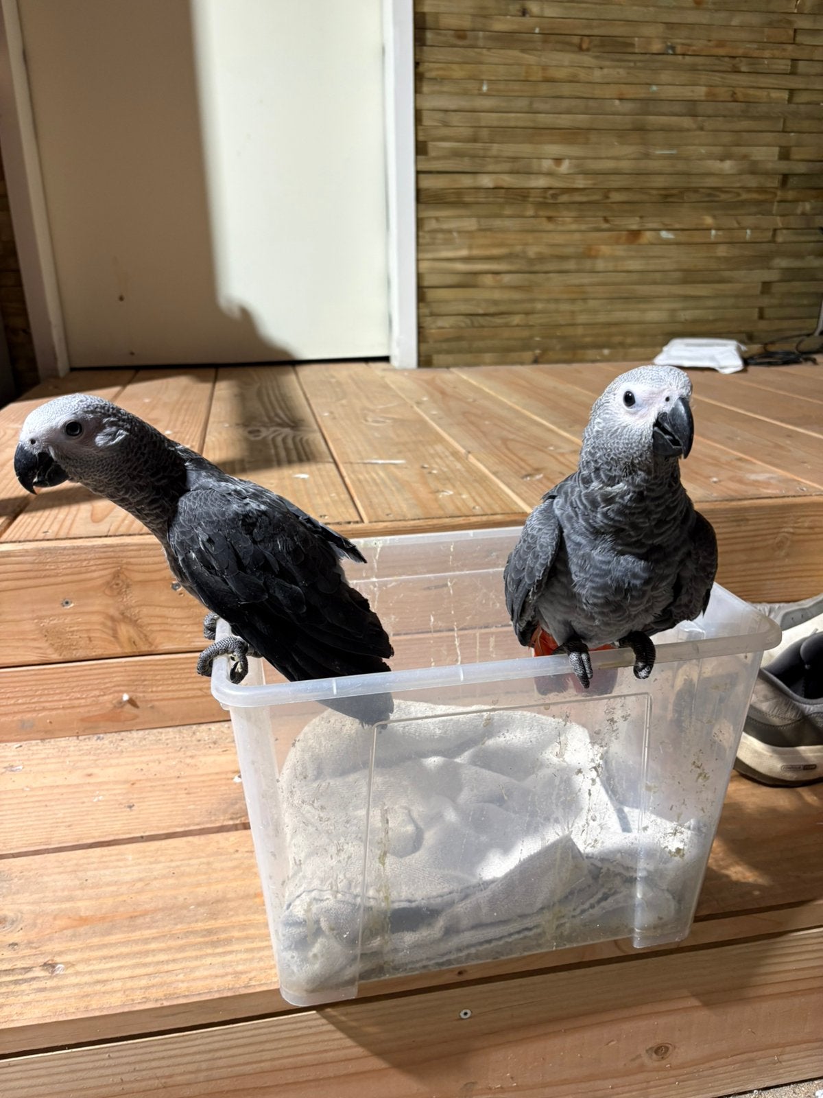Jonge Grijzeroodstaart papegaaien, Meerdere dieren, Papegaai, Tam