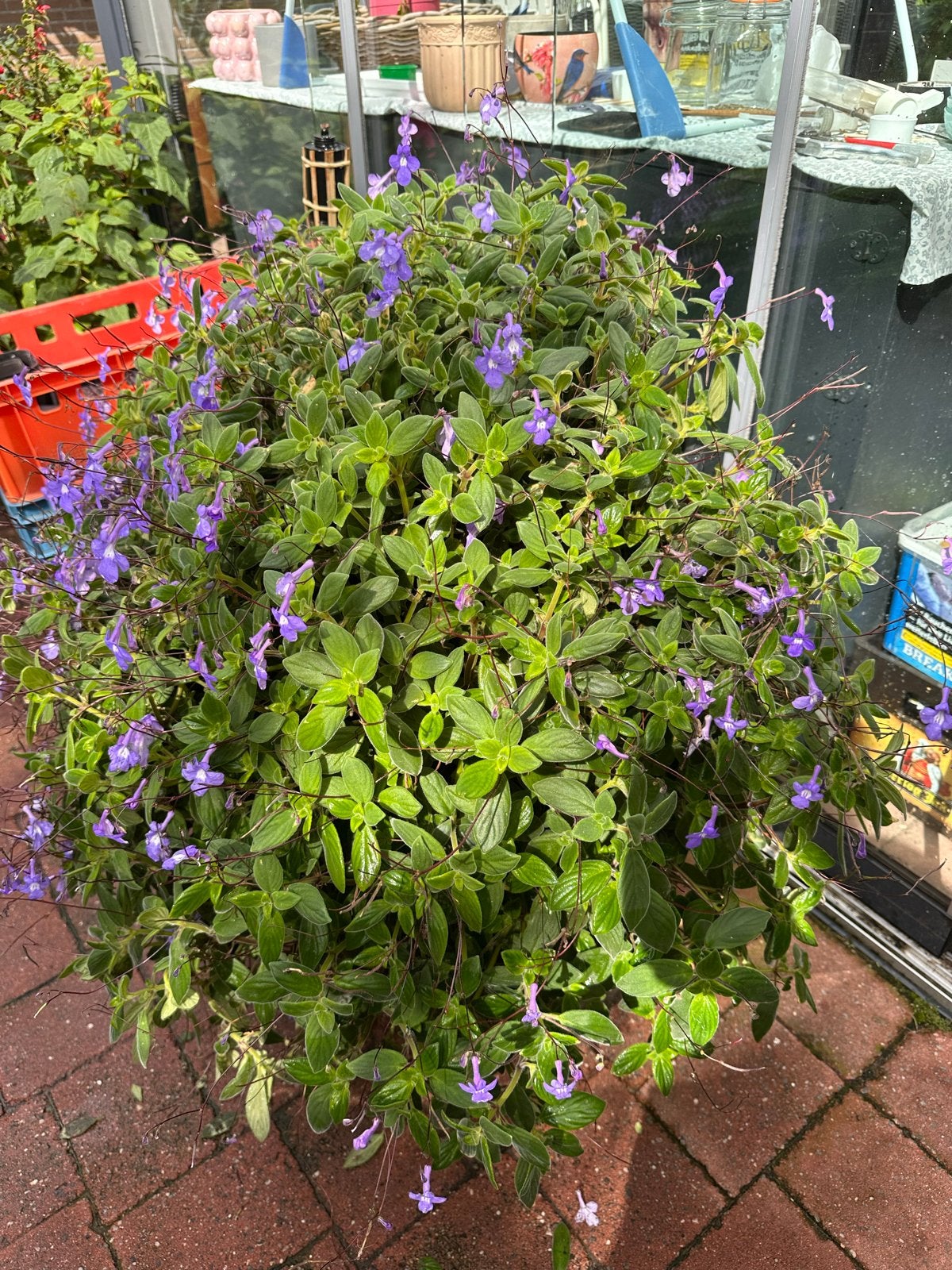 Kaapse primula - Prachtige bloeiende plant 80x80cm, Vaste plant, Halfschaduw, Lente, Ophalen