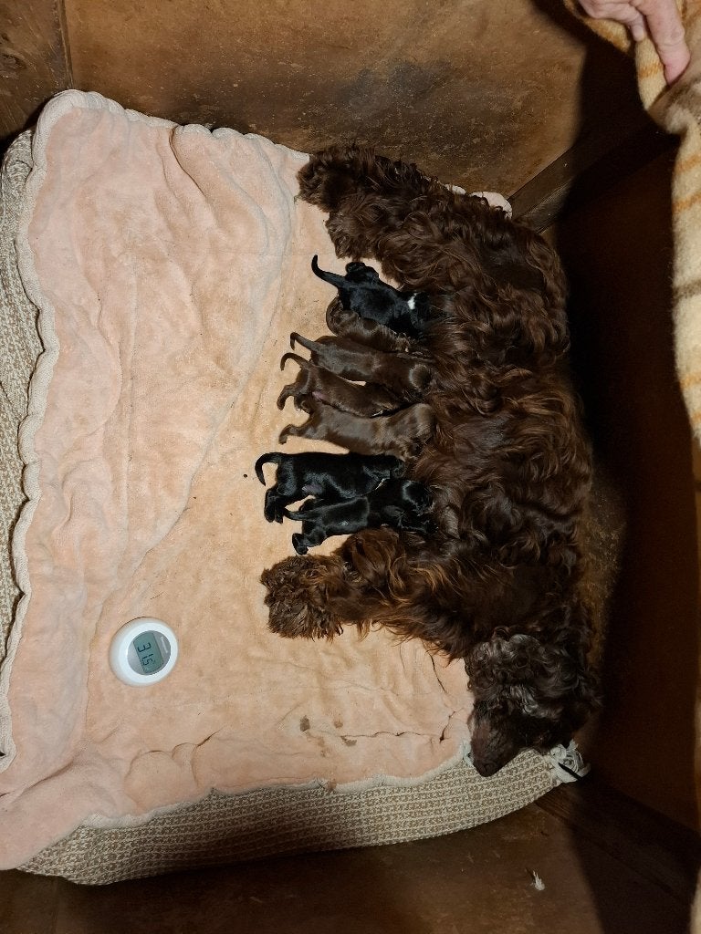 Nog 1 zwart teefje Engelse cocker spaniel pups, Dieren en Toebehoren, Honden | Retrievers, Spaniëls en Waterhonden, 8 tot 15 weken