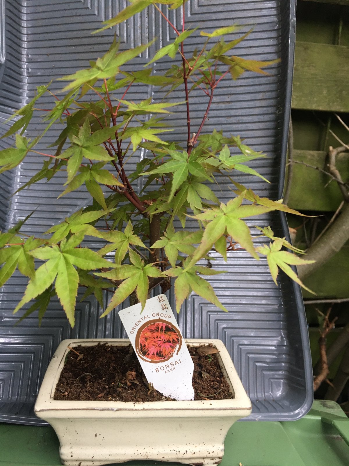 Bonsai acer in keramiek pot., Overige soorten, Vaste plant, Ophalen of Verzenden, Bloeit niet