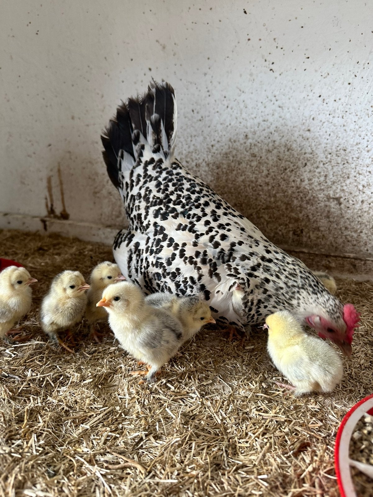 Sabelpoot kriel, Dieren en Toebehoren, Pluimvee, Vrouwelijk, Kip