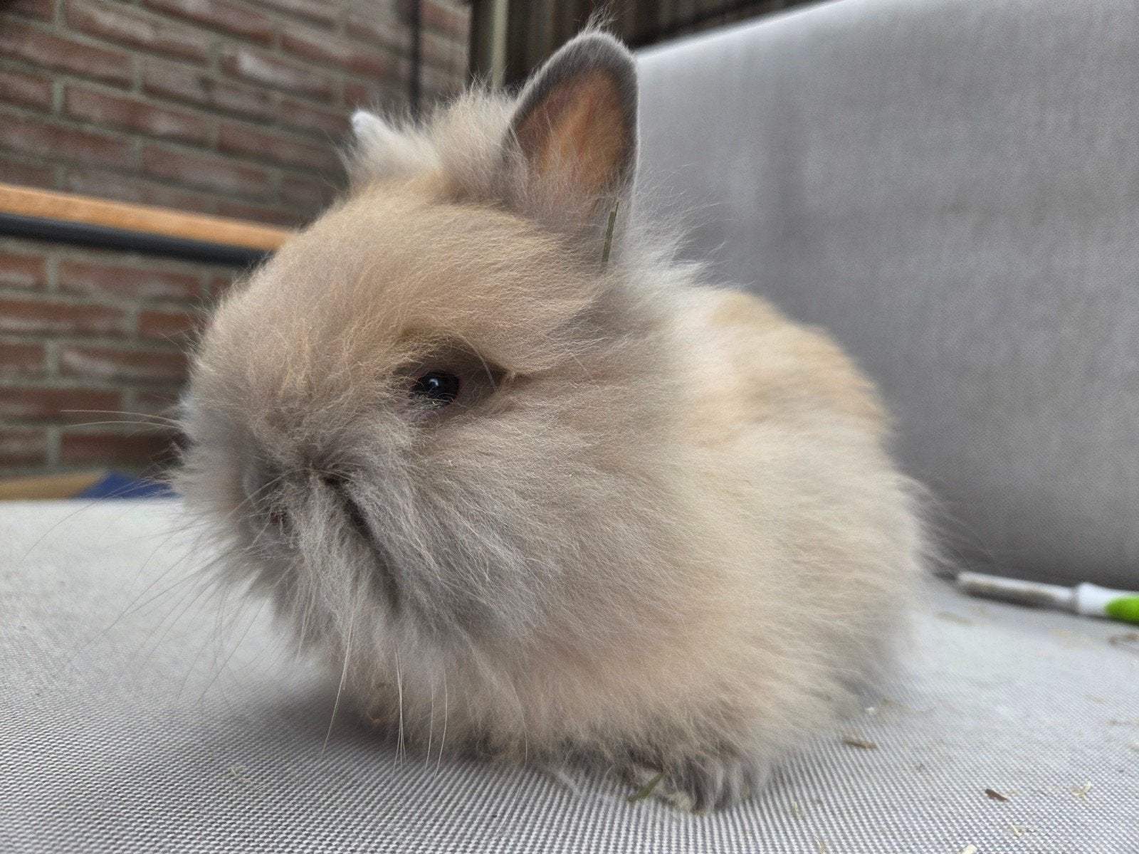 Teddydwerg voedstertje 10 weekjes, Dieren en Toebehoren, Konijnen, Vrouwelijk, Dwerg, 0 tot 2 jaar