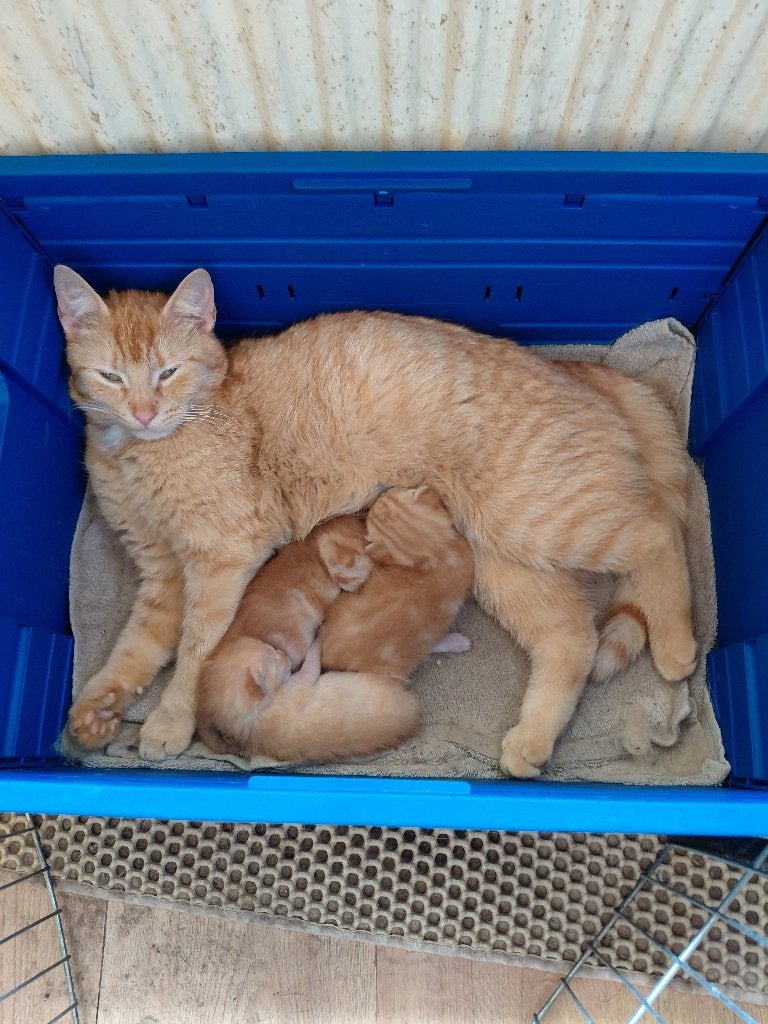 Alles verkocht, Poes, Kortharig, 0 tot 2 jaar
