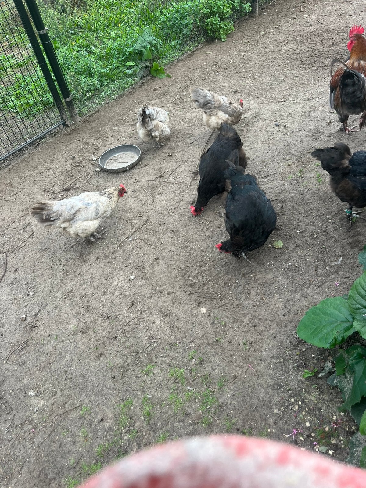 Marans kippen en haan, Dieren en Toebehoren, Meerdere dieren, Kip