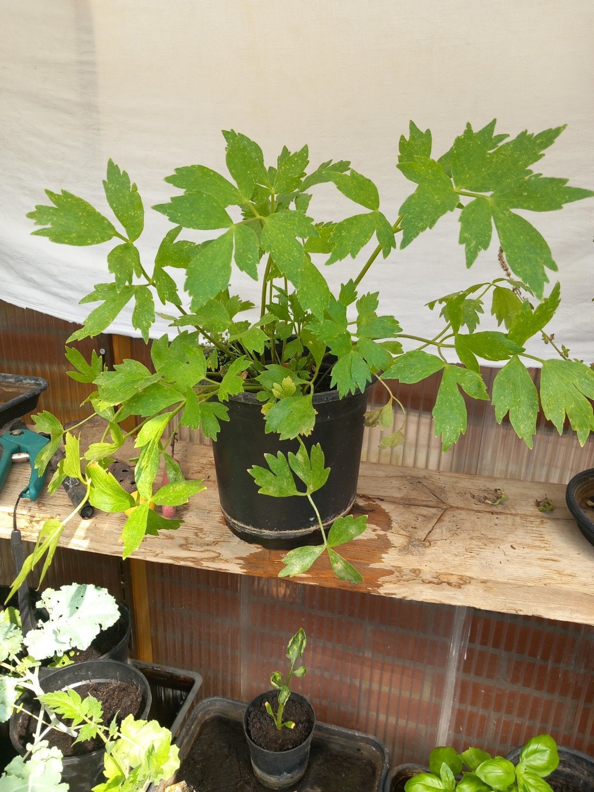 Maggie lavas in pot, Verzenden, Vaste plant, Overige soorten, Volle zon