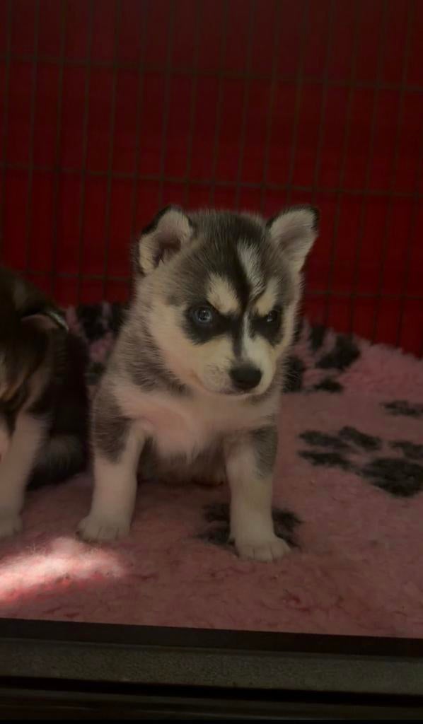 Pomsky pups, Dieren en Toebehoren, Overige rassen, 8 tot 15 weken, Meerdere, Meerdere dieren