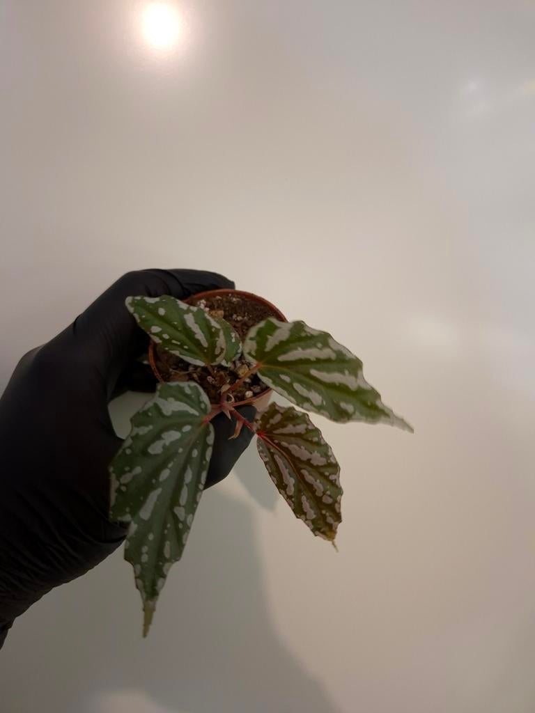 Begonia sp. (Zeldzaam), Ophalen of Verzenden, Halfschaduw, Minder dan 100 cm