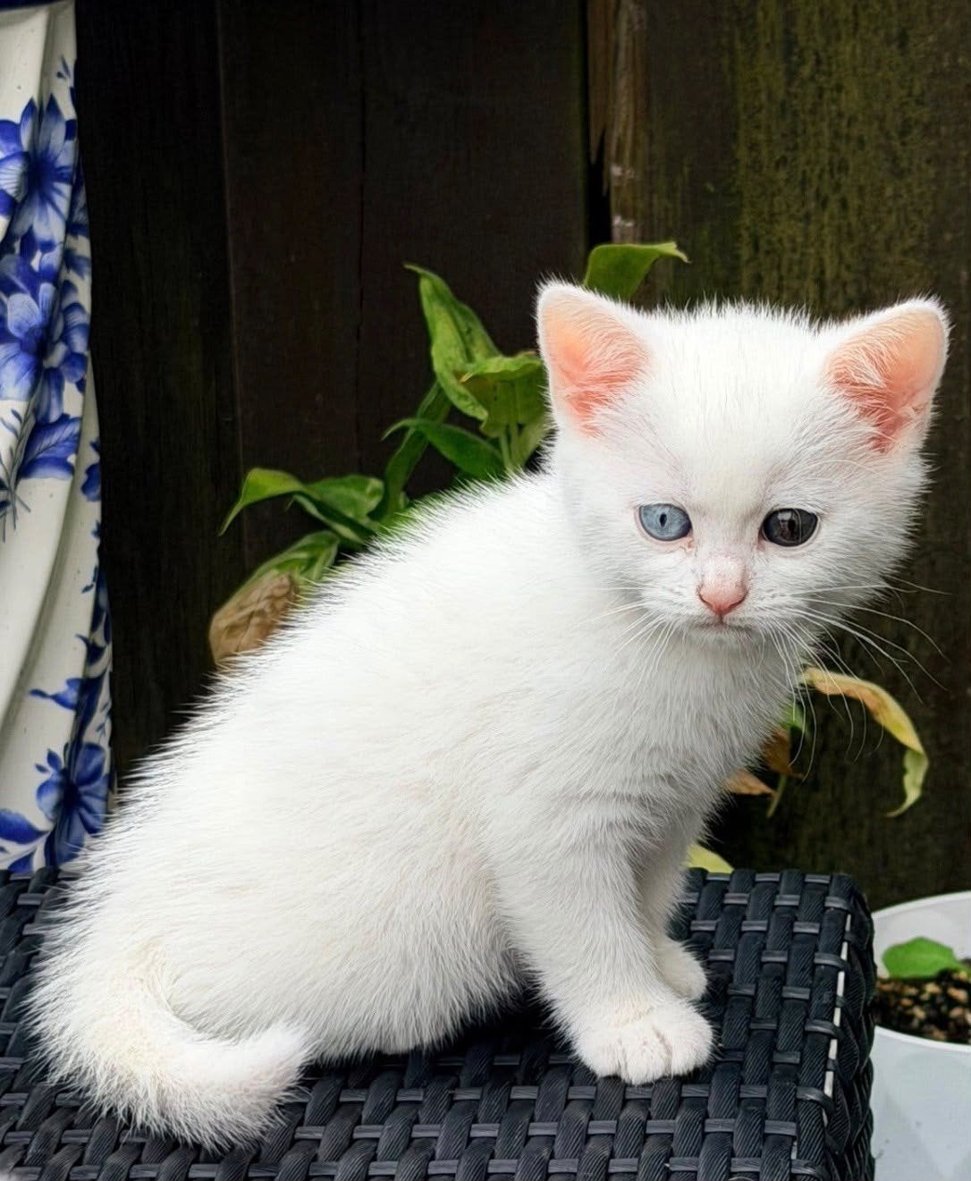 ras kat, turkse angora  witte poes, Dieren en Toebehoren, Poes, 0 tot 2 jaar