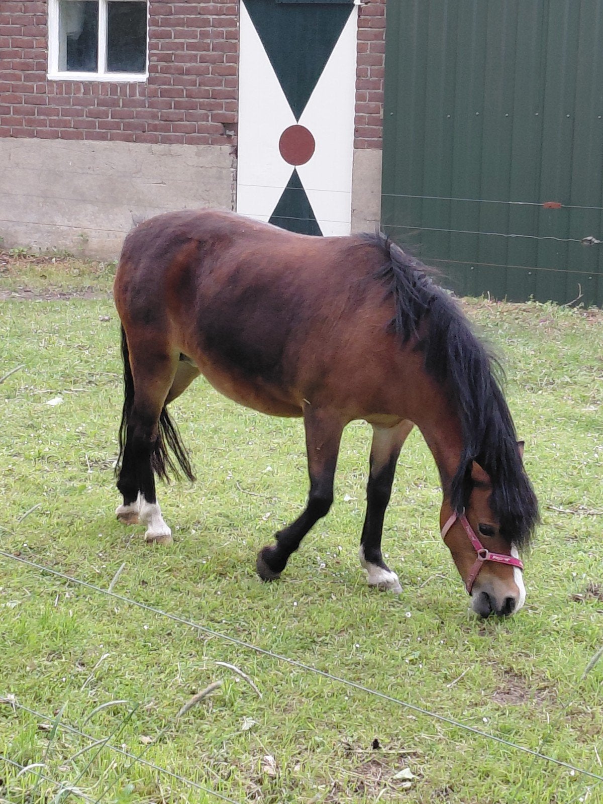 Lieve A Bixie welschpony  10 jaar, Merrie, B, Dressuurpony, A pony (tot 1.17m)
