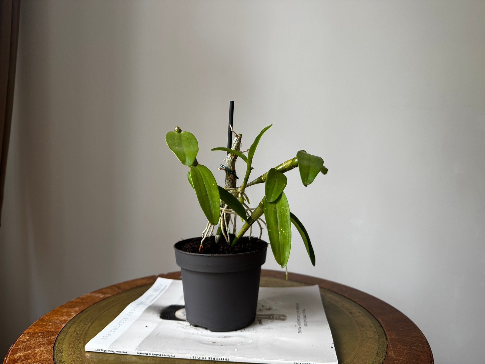 Mini Dendrobium nobile orchidee – gezond, Ophalen, Overige soorten, Halfschaduw, In pot
