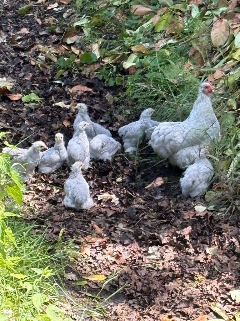 Cochin kriel kippen, Dieren en Toebehoren, Pluimvee, Meerdere dieren, Kip