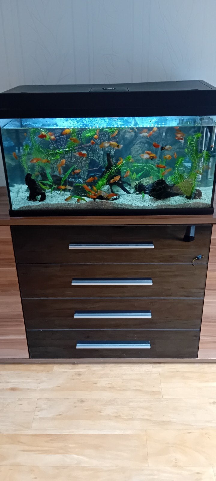 Platys te koop, Vis, Zoetwatervis, Schoolvis