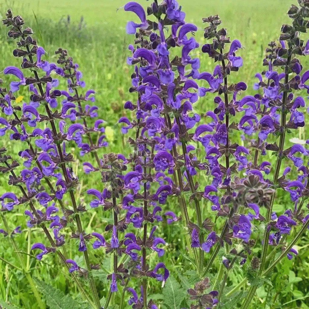 veldsalie inheemse tuinplant, Ophalen, Overige soorten, Halfschaduw