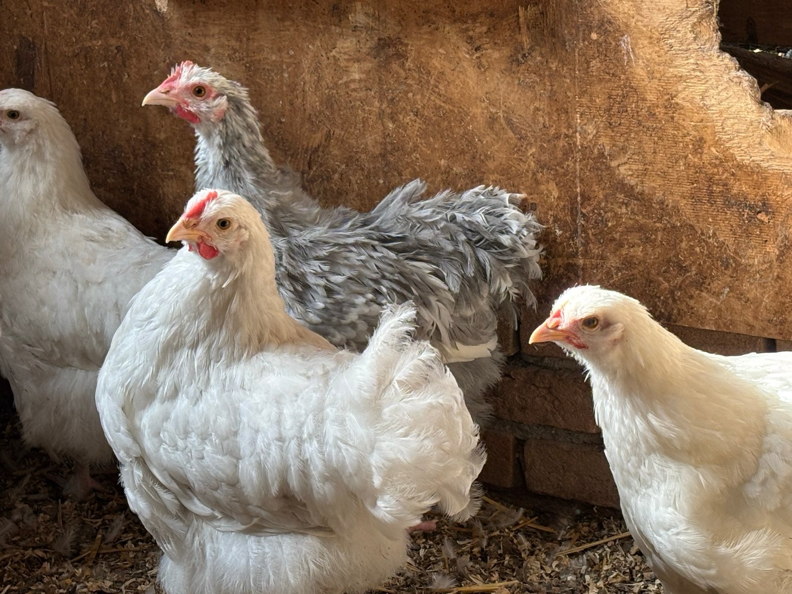 2 Orpingtonhanen groot te koop, Dieren en Toebehoren, Mannelijk, Kip