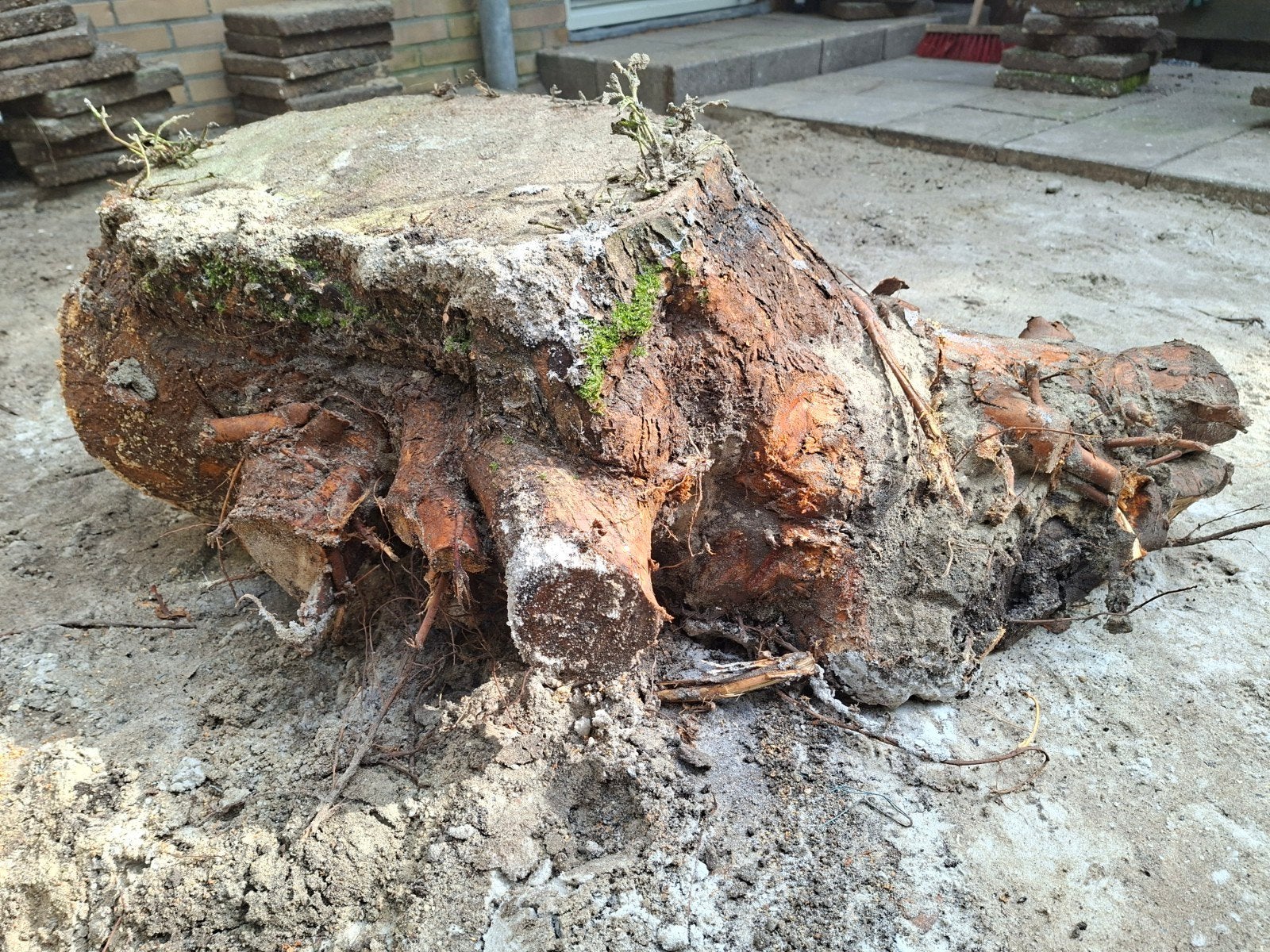 Boomstronk - Hout bewerken - Kunstenaar, Ophalen