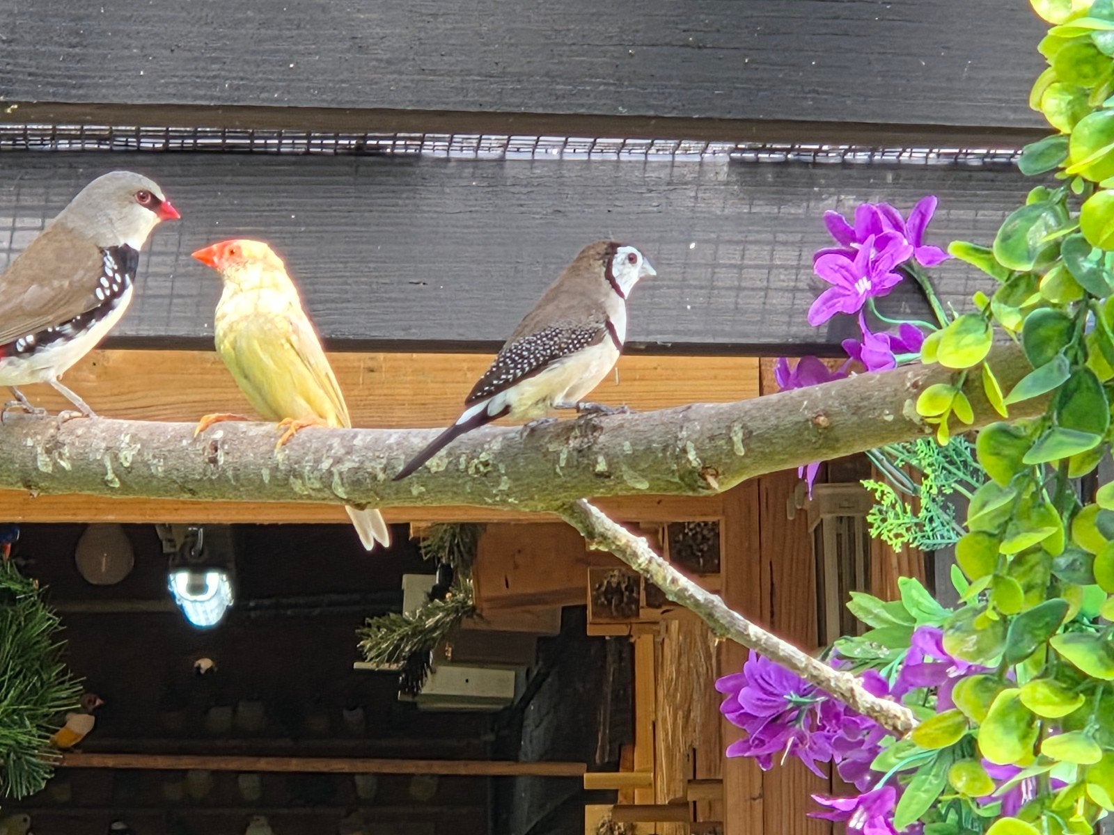 Koppel Bichenow astrilde, Dieren en Toebehoren, Vogels | Overige Vogels, Meerdere dieren