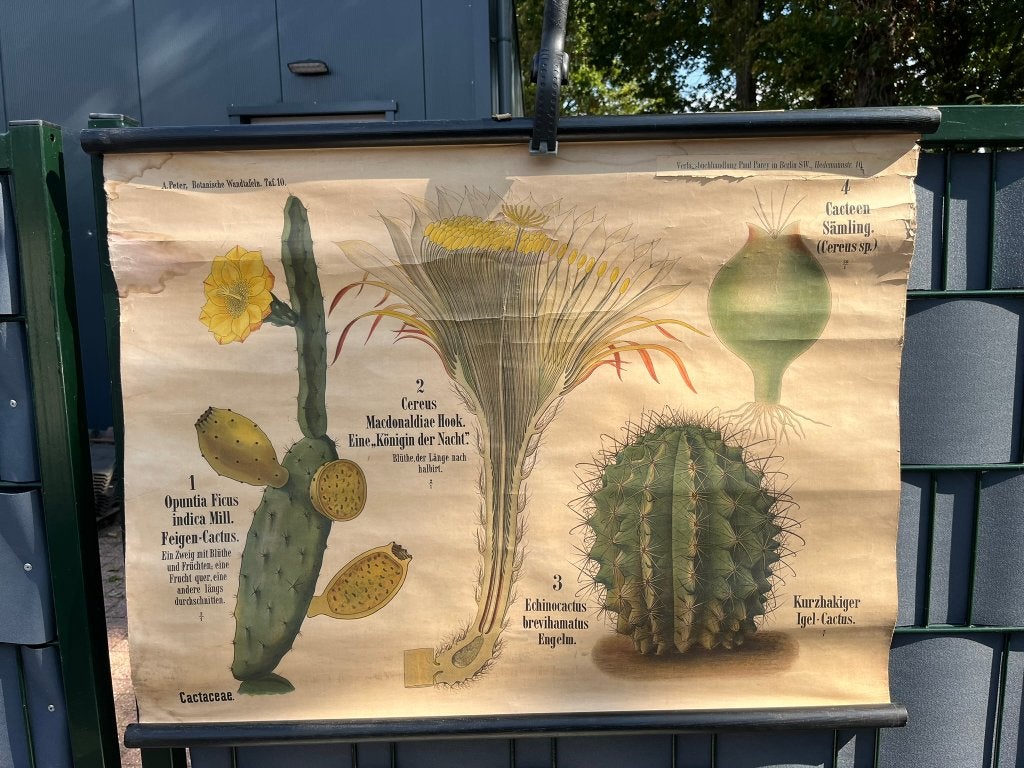 Schoolkaart Cactus, Ophalen of Verzenden, Aardrijkskunde