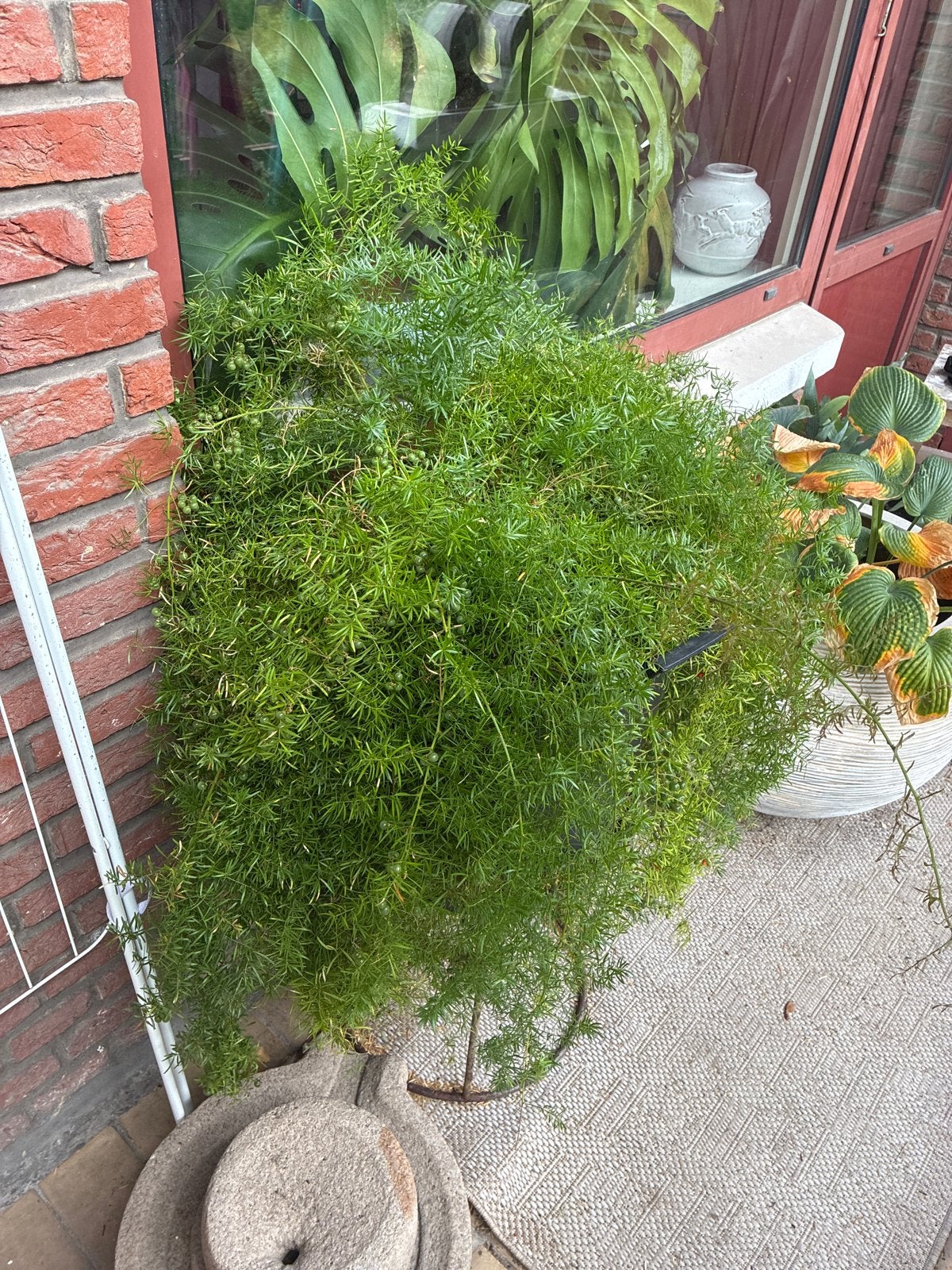 Grote Asparagus plant (Asparagus densiflorus 'Sprengeri'), Tuin en Terras, Vaste plant, Bloeit niet, Halfschaduw, Ophalen
