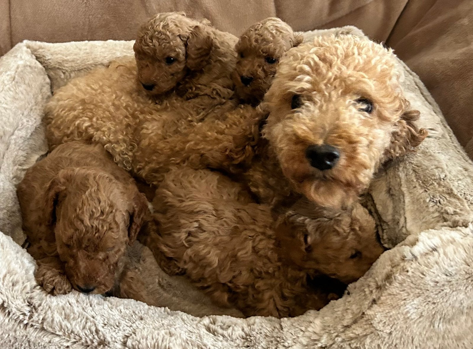 Donkerbruin abricoos dwerg/toy/ mini toy poedel 2 reutjes, Poedel, Parvo, 8 tot 15 weken, Meerdere