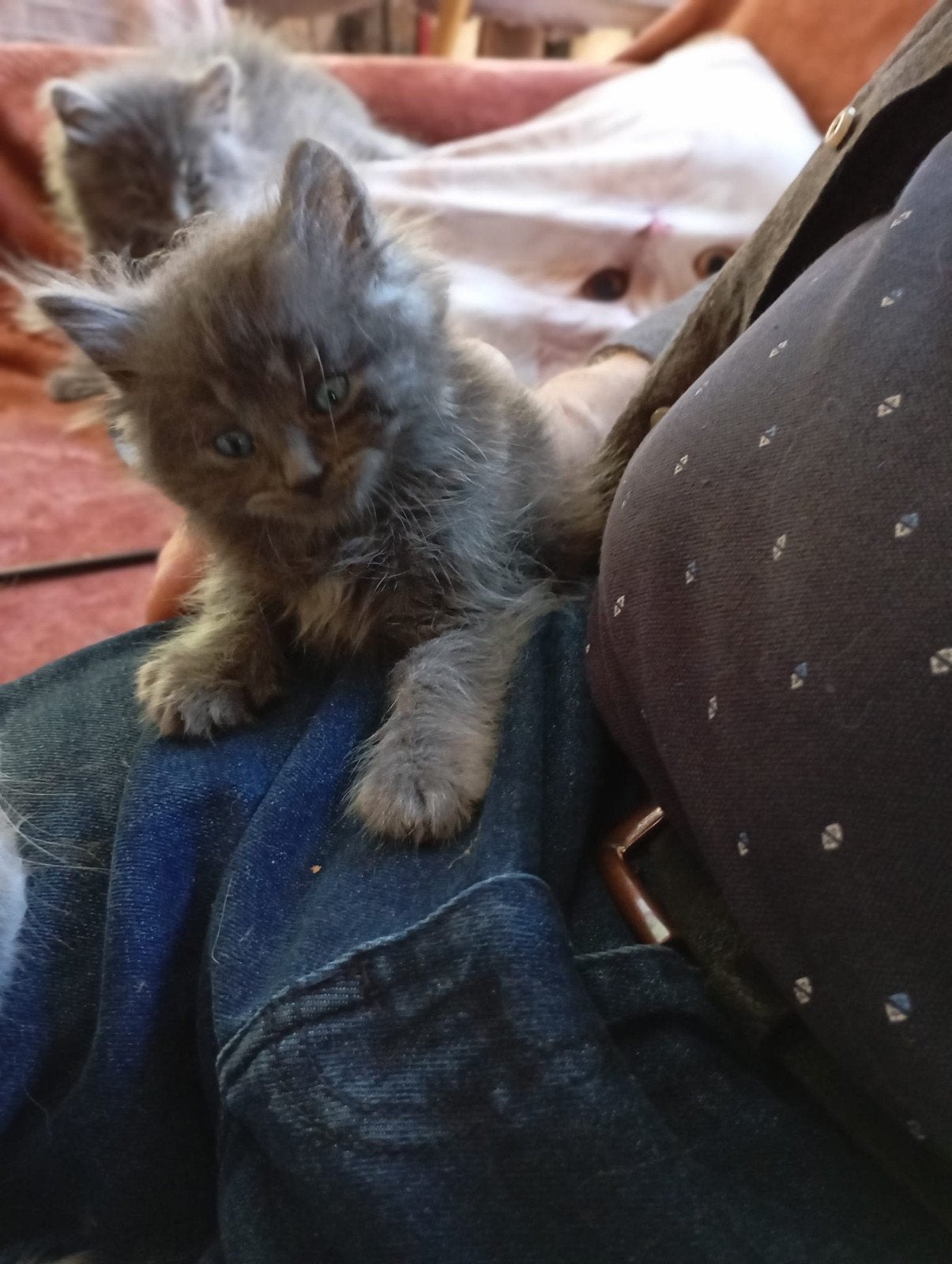 Main Coon kittens mogen nu weg, Dieren en Toebehoren, Poes, Ontwormd