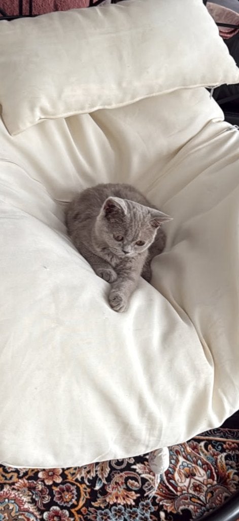 Kitten Britse korthaar, Dieren en Toebehoren, Poes, Gechipt