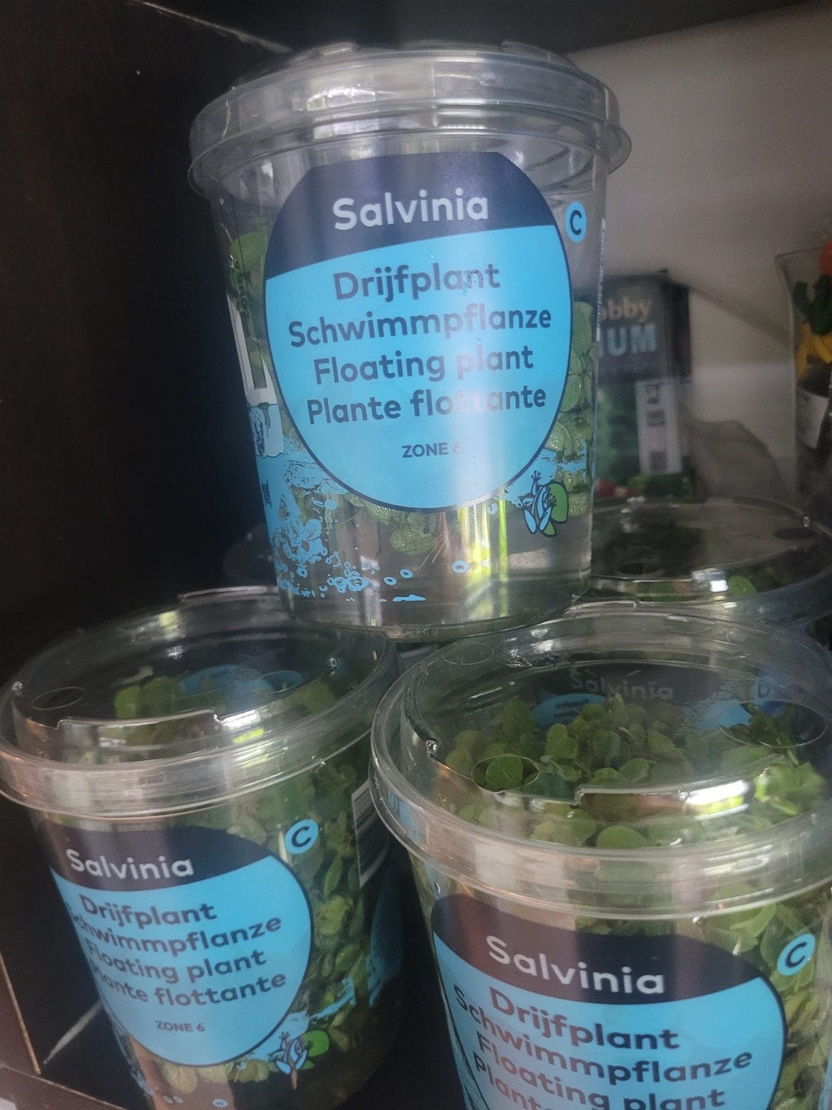 Hobbyaquarium Drijfplanten in beker
Salvinia Natan €4.00, Ophalen, Hobbyaquarium, Plant(en), Steen of Hout, Nieuw