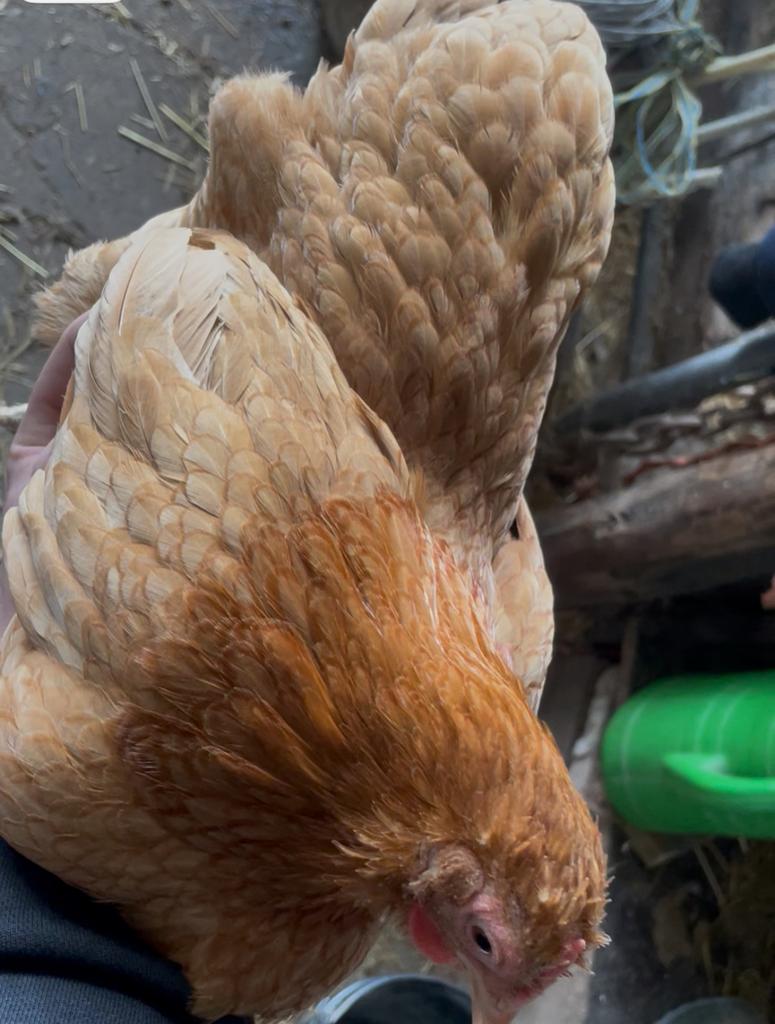 Koppel Buff recessief  Wyandottes, Dieren en Toebehoren, Pluimvee, Meerdere dieren, Kip