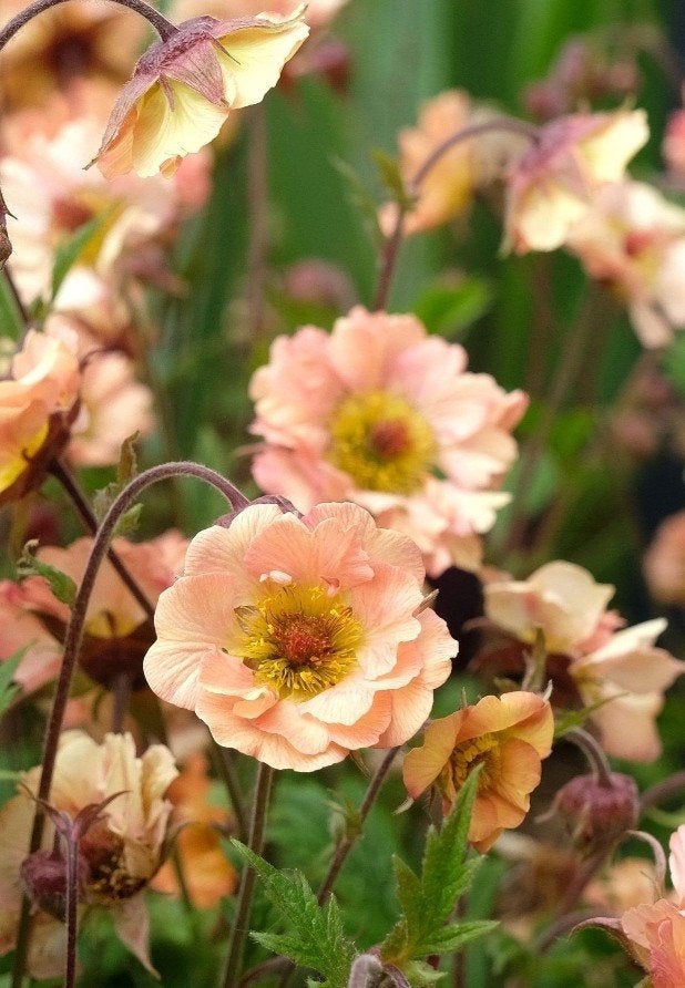 Geum 'Mai Tai' - 1,5 liter pot, Tuin en Terras, Overige soorten, Volle zon, Vaste plant, Ophalen of Verzenden