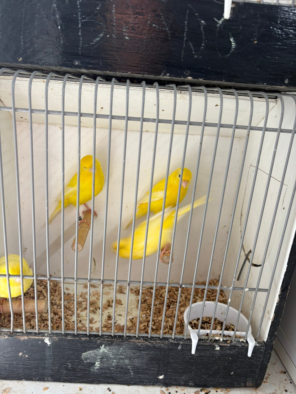 4 koppels gele kanaries, Dieren en Toebehoren, Meerdere dieren, Kleurkanarie