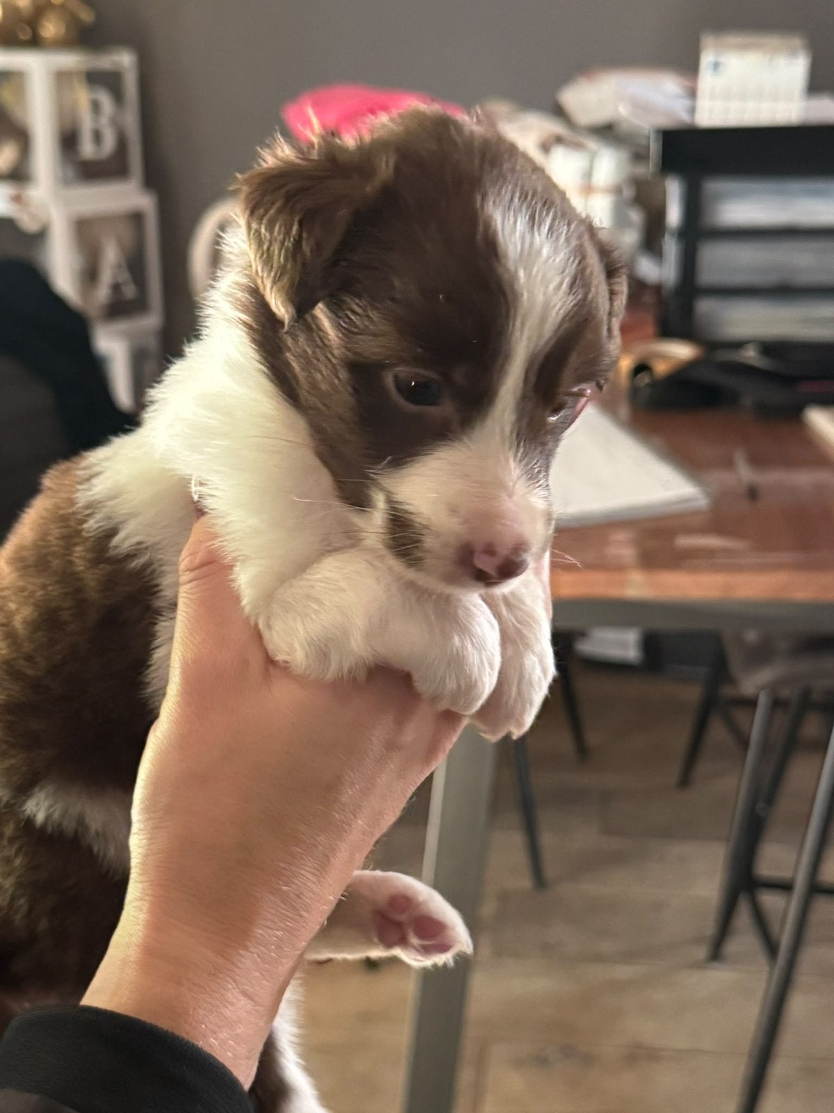 Australische herder Australian aussie pups, Dieren en Toebehoren, België, Particulier, 8 tot 15 weken, Meerdere