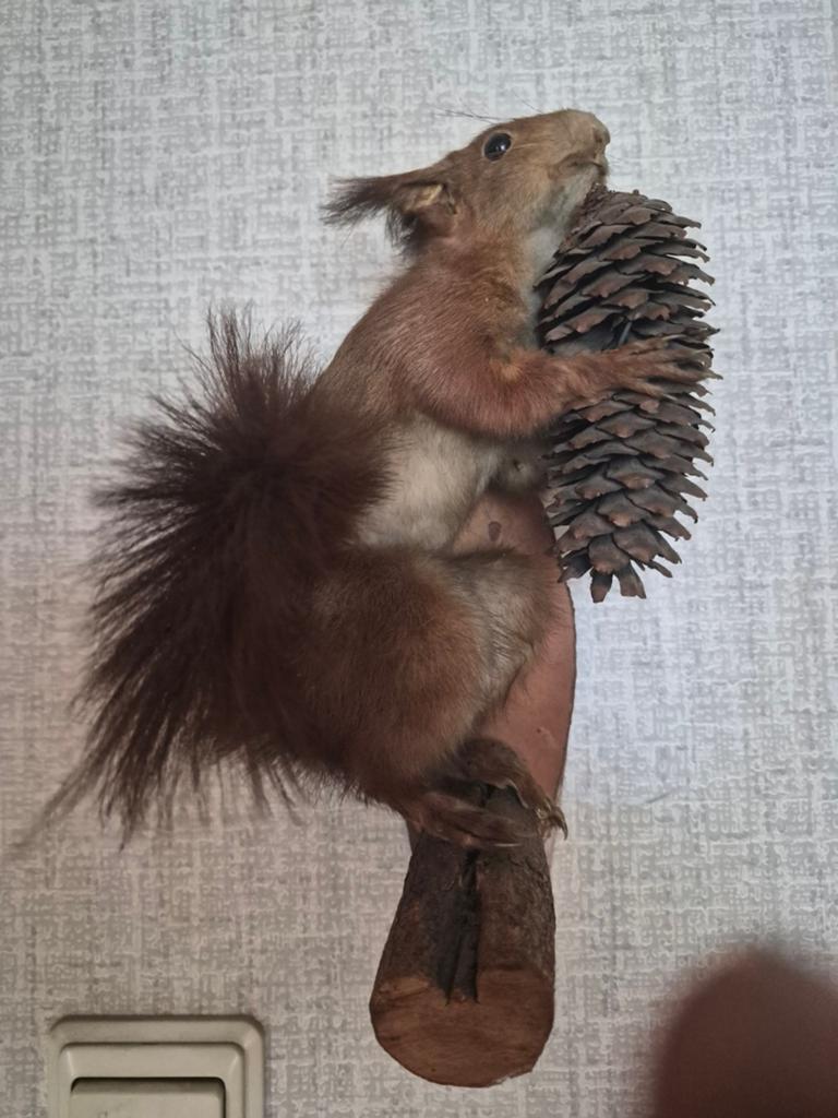 Rode eekhoorn taxidermie, Ophalen of Verzenden, Opgezet dier