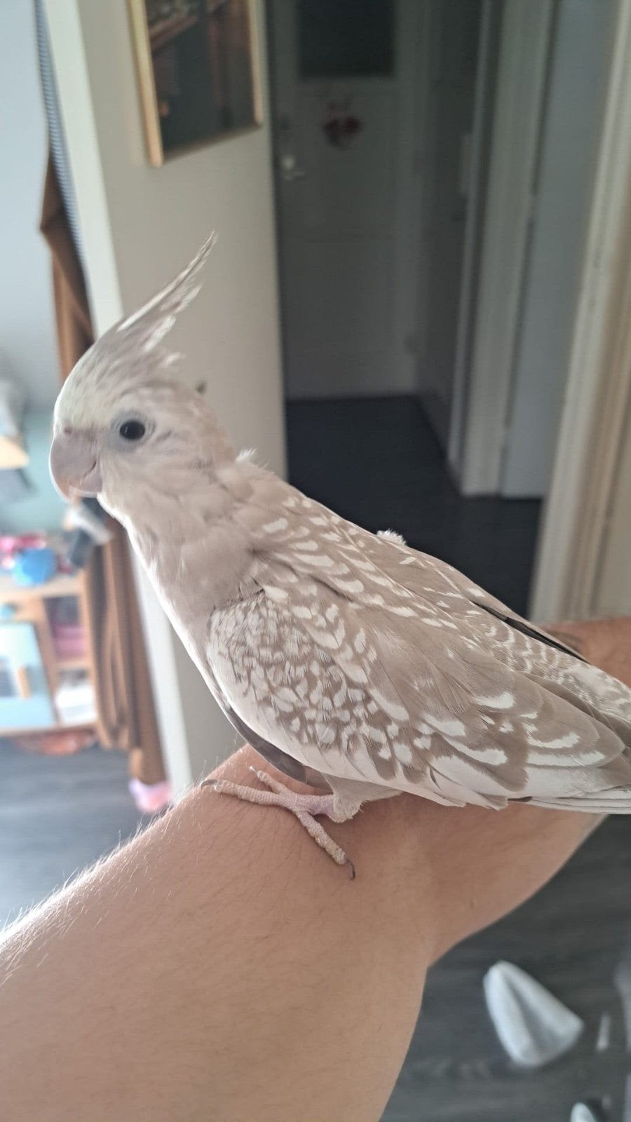 Valkparkiet vrouw tam met eieren, Dieren en Toebehoren, Vrouwelijk, Parkiet, Tam