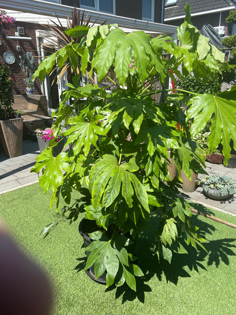 Grote Fatsia Japonica (Vingerplant). 175 cm tel.0610662061, Tuin en Terras, Planten | Tuinplanten, Vaste plant, Bloeit niet, Halfschaduw