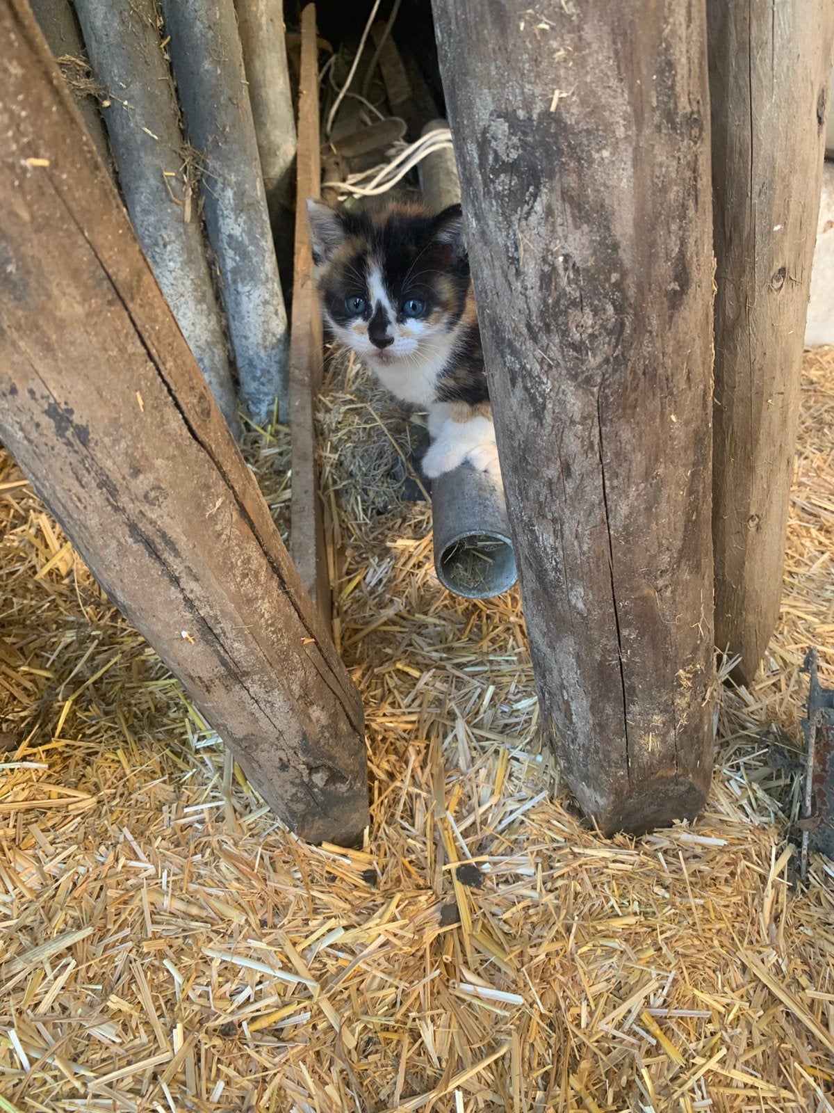 Super gave boerderij kittens, Meerdere dieren