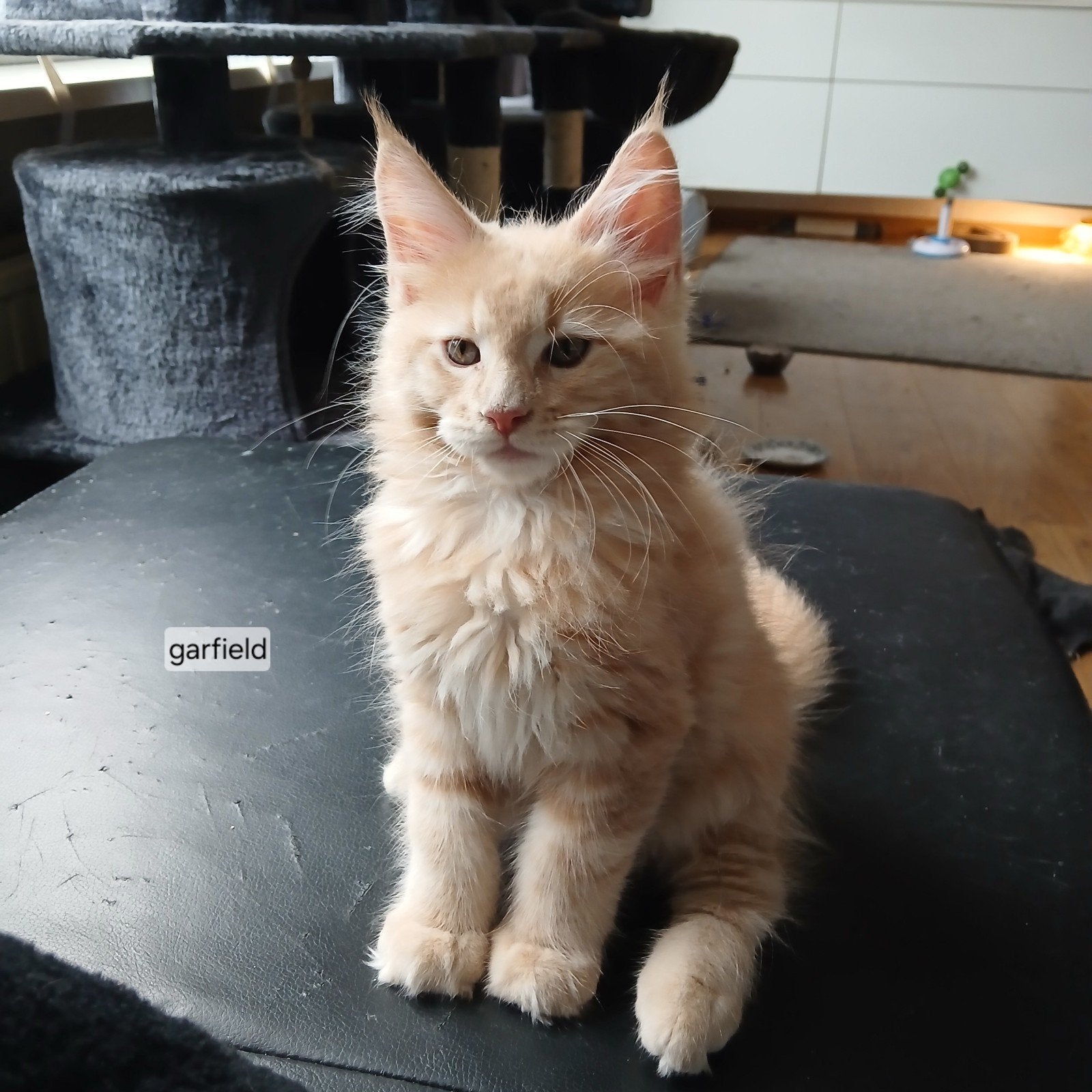 Maine  coon kittens️❤️, Dieren en Toebehoren, Meerdere dieren, Langharig, 0 tot 2 jaar