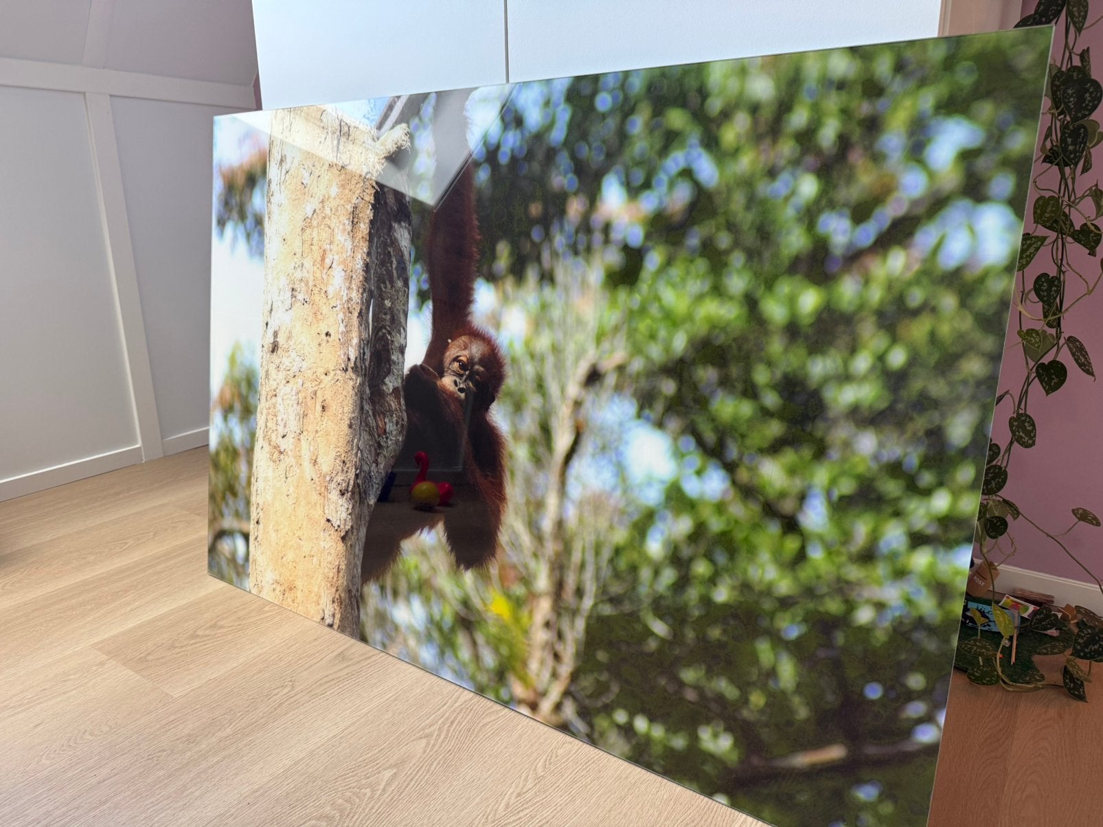 Hoge kwaliteit Plexiglas foto Orang Oetan 120x80cm, Ophalen, Oorspronkelijke maker, Zo goed als nieuw, 100 tot 125 cm