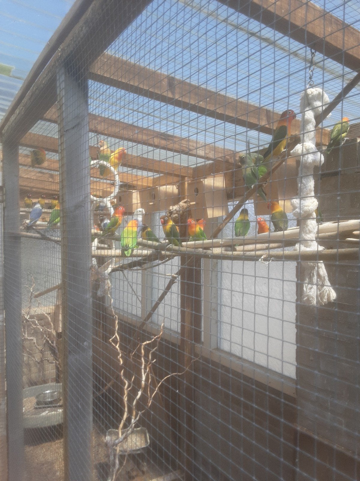 Agapornis, Dieren en Toebehoren, Geslacht onbekend, Dwergpapegaai of Agapornis