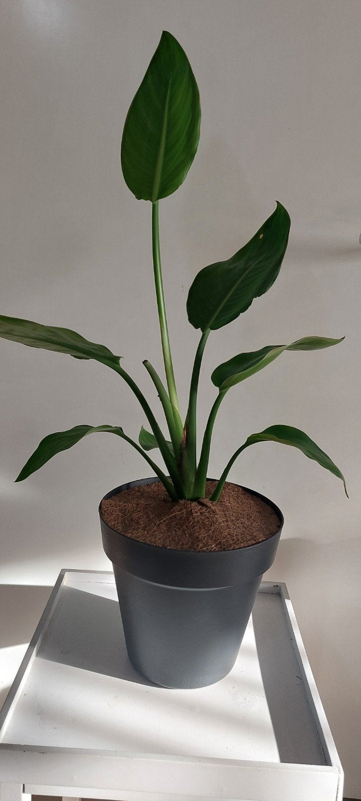 Strelitzia Reginae Paradijsvogelbloemen incl bloempot, Ophalen, In pot, Halfschaduw, Minder dan 100 cm